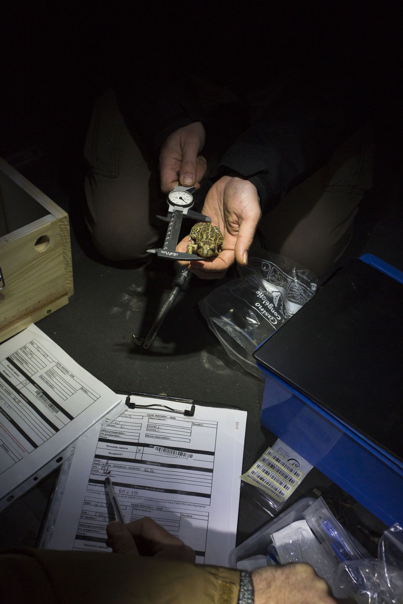 Measurement of a Pelobates cultripes © David Tatin Orbisterre